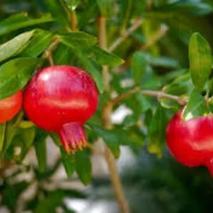 Pomegranate Tree Live Plant – 1 Gallon – Outdoor Fruit Tree - Image 4