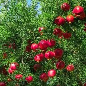 Pomegranate Tree Live Plant – 1 Gallon – Outdoor Fruit Tree - Image 5