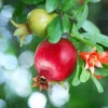 Pomegranate Tree Live Plant – 1 Gallon – Outdoor Fruit Tree - Image 1