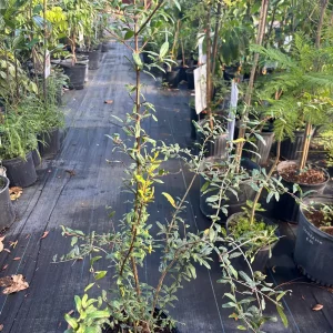 Pomegranate Tree Live Plant – 3 Gallon, 3 Feet Tall – Edible Fruit - Image 2