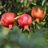 Pomegranate 'Wonderful' Fruit Tree - 1 Edible Live Starter Plant, Zones 7-11 - Image 1