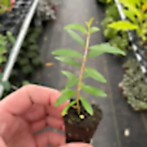 Pomegranate 'Wonderful' Fruit Tree - 1 Edible Live Starter Plant, Zones 7-11 - Image 2