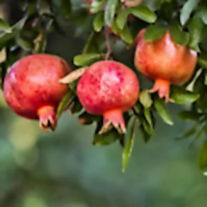 Pomegranate 'Wonderful' Fruit Tree - 1 Edible Live Starter Plant, Zones 7-11 - Image 1