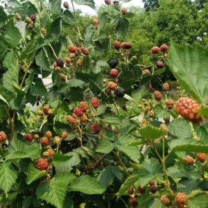 Ponca Thornless Blackberry Starter Plug - High Yield Fruit Plant - Image 7