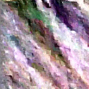 Ponderosa Giant Lemon Tree - Live Plant - Almost 3ft Tall - Flowering - Image 5