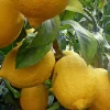 Ponderosa Lemon Live Plant - Grafted 1/2 Gallon Pot - Indoor/Outdoor Fruit Tree - Image 1