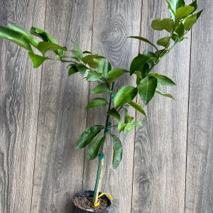 Ponderosa Lemon Live Plant - Grafted 1/2 Gallon Pot - Indoor/Outdoor Fruit Tree - Image 7