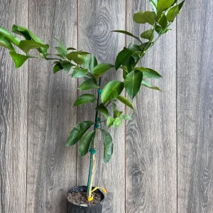 Ponderosa Lemon Live Plant - Grafted 1/2 Gallon Pot - Indoor/Outdoor Fruit Tree - Image 9