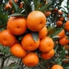Ponkan Mandarin Live Plant - Sweet Chinese Honey Orange Tree 1/2 Gal Pot - Image 1