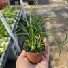Pony Tail Palm Live Plant - Beaucarnea Recurvata 2in Pot - Indoor/Outdoor - Image 1