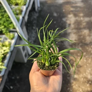 Pony Tail Palm Live Plant - Beaucarnea Recurvata 2in Pot - Indoor/Outdoor - Image 2