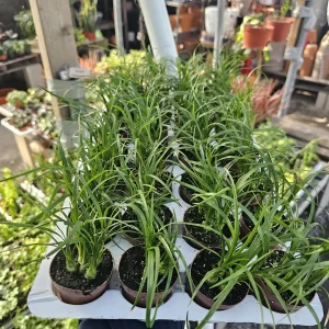 Pony Tail Palm Live Plant - Beaucarnea Recurvata 2in Pot - Indoor/Outdoor - Image 3