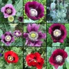 Poppy Breadseed Mixed Colors Seeds - Non-GMO Ornamental & Baking - 1000 Seeds - Image 1