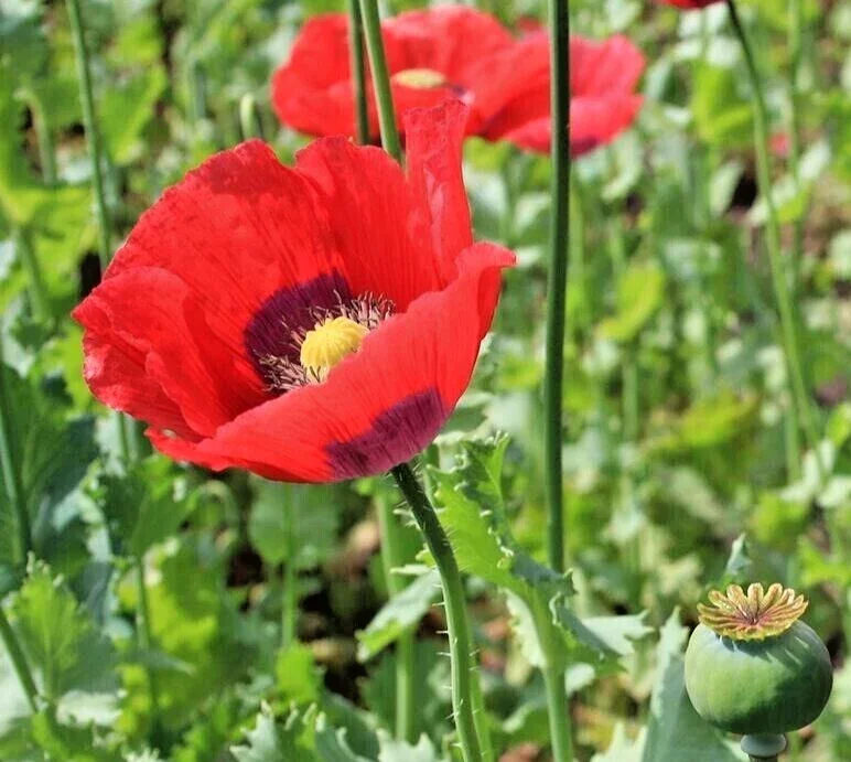 Poppy Flower Seeds (Papaver somniferum) - 500+ Annual Flower Seeds for Outdoor Planting - Image 1