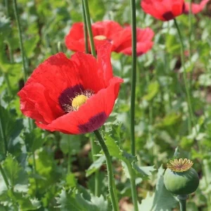 Poppy Flower Seeds (Papaver somniferum) - 500+ Annual Flower Seeds for Outdoor Planting - Image 2
