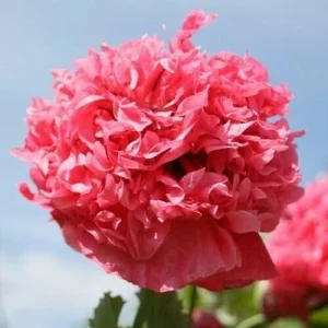Poppy Peony Double Mixed Flower Seeds - Red Pink White Purple Coral - Zones 3-12 - Image 3