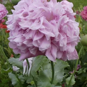 Poppy Peony Double Mixed Flower Seeds - Red, Pink, White, Purple, Coral Double Petal - Image 4