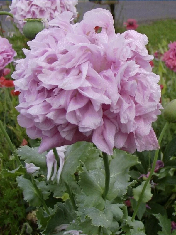 Poppy Peony Double Mixed Flower Seeds - Red, Pink, White, Purple, Coral Double Petal - Image 4