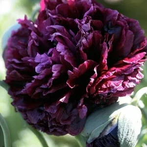 Poppy Peony Double Mixed Flower Seeds - Red, Pink, White, Purple, Coral Double Petal - Image 5