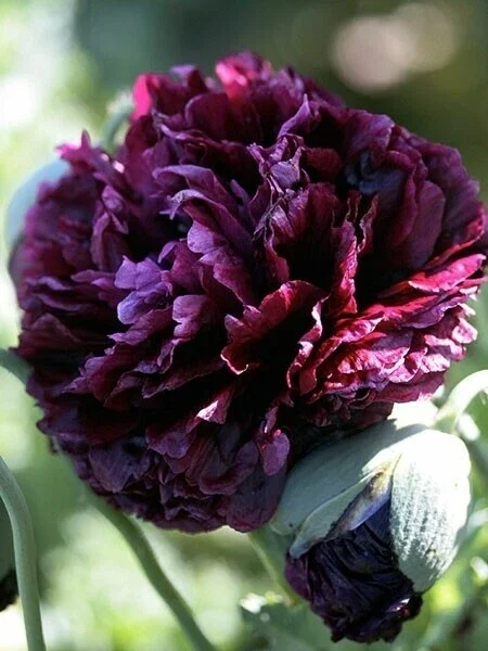 Poppy Peony Double Mixed Flower Seeds - Red, Pink, White, Purple, Coral Double Petal - Image 5