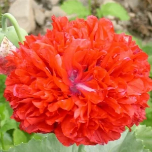 Poppy Peony Double Mixed Flower Seeds - Red Pink White Purple Coral - Zones 3-12 - Image 6