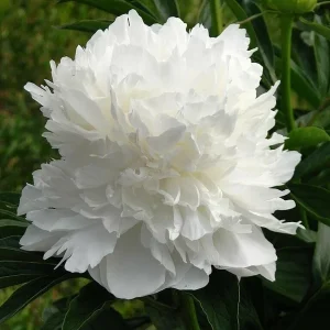 Poppy Peony Double Mixed Flower Seeds - Red, Pink, White, Purple, Coral Double Petal - Image 7