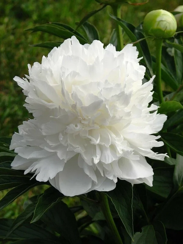 Poppy Peony Double Mixed Flower Seeds - Red, Pink, White, Purple, Coral Double Petal - Image 7