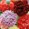Poppy Peony Double Mixed Flower Seeds - Red Pink White Purple Coral - Zones 3-12 - Image 1
