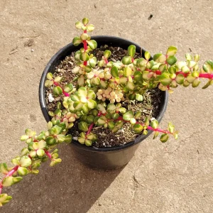 Portulacaria afra 'Elephant Bush' Succulent Live Plant - Drought Tolerant - Image 5