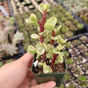 Portulacaria afra 'Elephant Bush' Succulent Live Plant - Drought Tolerant - Image 9