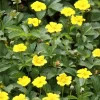 Potentilla Aurea Perennial Seeds - 500 Count Yellow Flowering Groundcover - Image 1