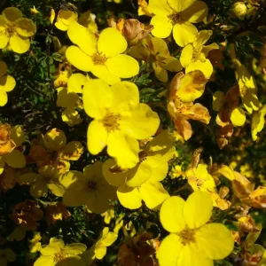Potentilla Aurea Perennial Seeds - 500 Count Yellow Flowering Groundcover - Image 3