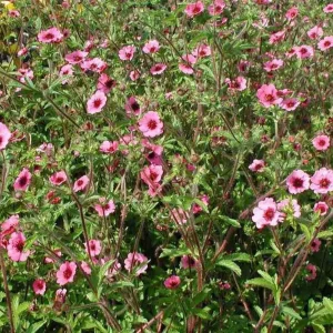 Potentilla Miss Willmott Seeds - 100 Perennial Flowering Groundcover Seeds, Pink/Red, Outdoor - Image 2