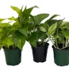 Pothos Live Plant Assortment - 3 Pack, 4 inch Pots - Easy Care Indoor Houseplant - Image 1
