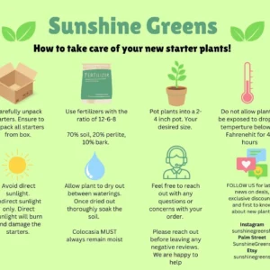 Pothos Marble Queen Live Plant – Snow Queen Variegated Indoor Houseplant - Image 2