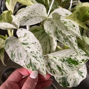 Pothos Marble Queen Live Plant – Snow Queen Variegated Indoor Houseplant - Image 1