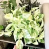 Pothos Marble Queen Live Plant – Variegated Indoor Houseplant Starter - Image 1