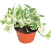 Pothos 'N Joy' Live Plant - 6 inch Potted Indoor Houseplant - Image 1