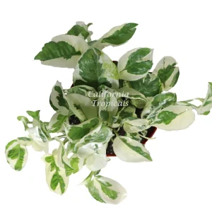 Pothos 'N Joy' Live Plant - 6 inch Potted Indoor Houseplant - Image 2