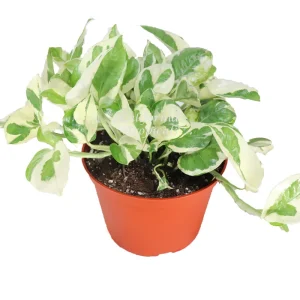 Pothos 'N Joy' Live Plant - 6 inch Potted Indoor Houseplant - Image 1