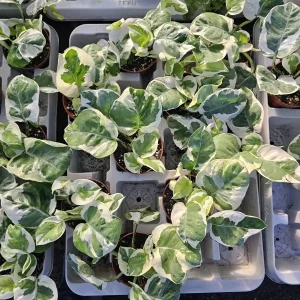 Pothos N'Joy Live Plant – 2 Inch Pot – Variegated Indoor Houseplant - Image 2