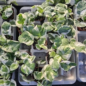 Pothos N'Joy Live Plant - 2 inch Pot - Variegated Indoor Trailing Houseplant - Image 3