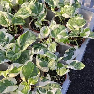 Pothos N'Joy Live Plant – 2 Inch Pot – Variegated Indoor Houseplant - Image 4