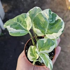 Pothos N'Joy Live Plant - 2 inch Pot - Variegated Indoor Trailing Houseplant - Image 5