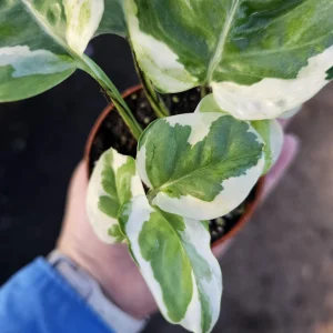 Pothos N'Joy Live Plant – 2 Inch Pot – Variegated Indoor Houseplant - Image 5