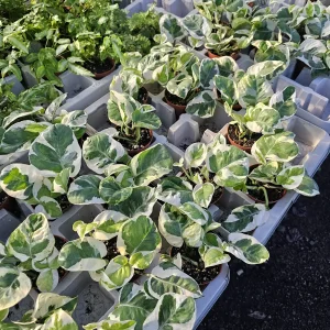 Pothos N'Joy Live Plant – 2 Inch Pot – Variegated Indoor Houseplant - Image 6