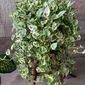 Pothos N'Joy Live Plant - 2 inch Pot - Variegated Indoor Trailing Houseplant - Image 1