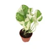 Pothos N'Joy Live Plant – 3'' Pot – Indoor Houseplant - Image 1
