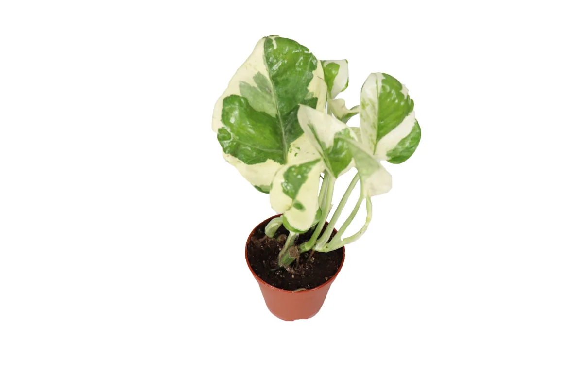 Pothos N'Joy Live Plant – 3'' Pot – Indoor Houseplant - Image 1
