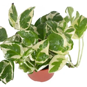 Pothos N'Joy Live Plant – 4 Inch Potted Houseplant – Indoor Greenery - Image 2